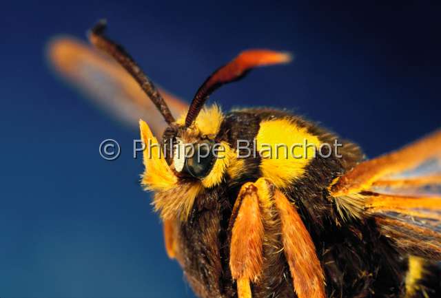 Sesia apiformis.JPG - in "Portraits d'insectes" ed. SeuilSesia apiformisSesie apiformeHornet mothLepidopteraSesiidaeFrance